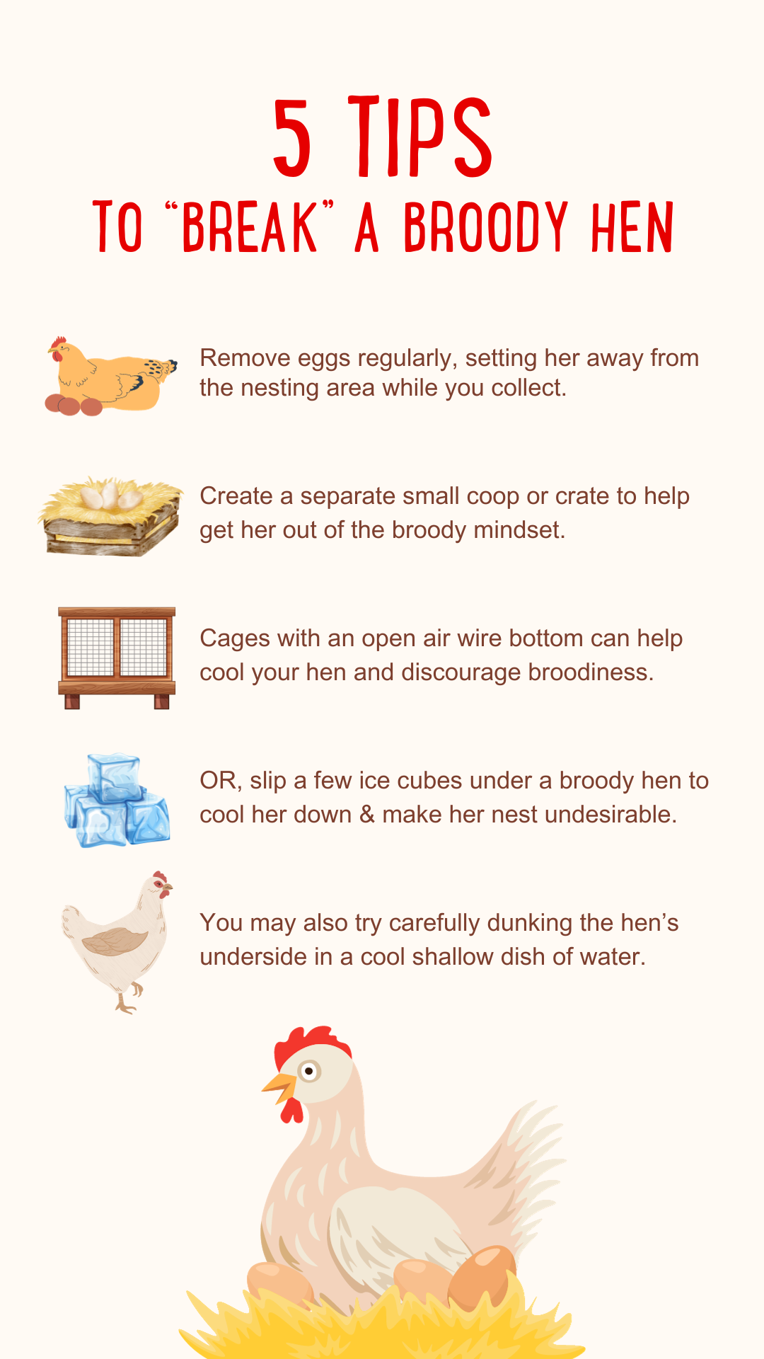 Broody Hens Top 5 Tips for Dealing with Broody Hens Manna Pro